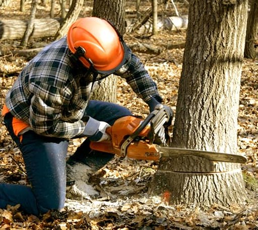 Tree Removal in Paris, VA